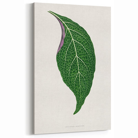 Romanticism Art: Green Adelaster Leaf - Historical Romantic Print
