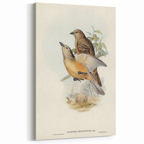Romanticism Art: Fawn-Breasted Bowerbird - Historical Nature Print