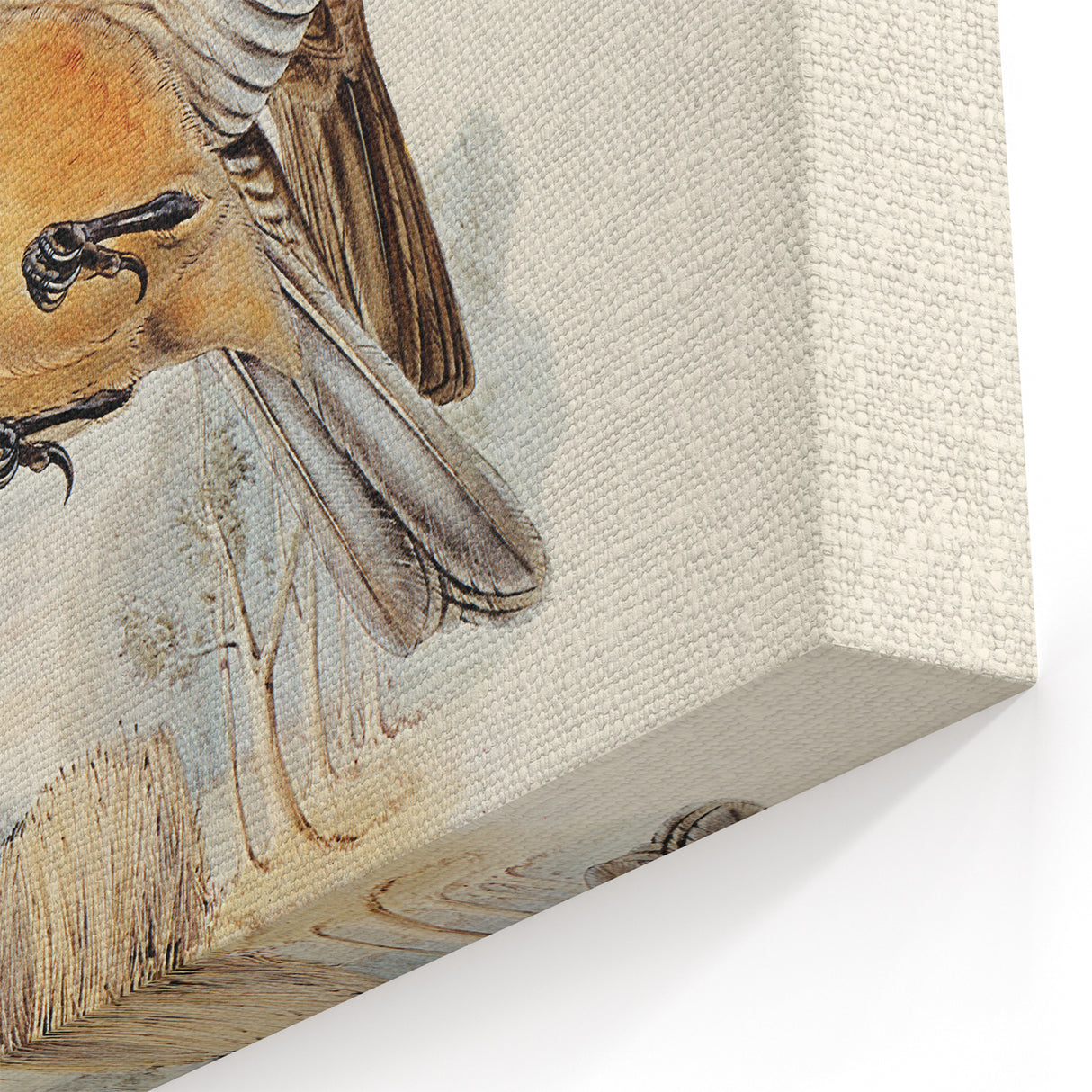 Romanticism Art: Fawn-Breasted Bowerbird - Historical Nature Print