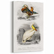 Romanticism Art: Ornithological Study - Classic Bird Illustration