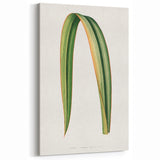 Romanticism Art: Phormium Tenax Leaf - Historical Botanical Print