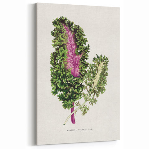 Romanticism Art - Wild Cabbage Leaf Illustration on Canvas