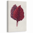 Romanticism Art - Amarantus Melancholicus Leaf Illustration on Canvas