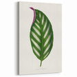 Romanticism Art - Maranta Porteana Leaf Illustration on Canvas
