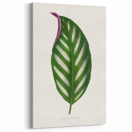 Romanticism Art - Maranta Porteana Leaf Illustration on Canvas