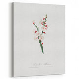Romanticism Art: Apricot Blossom by Giorgio Gallesio