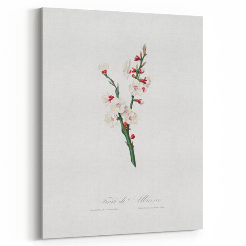 Romanticism Art: Apricot Blossom by Giorgio Gallesio