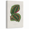 Romanticism Art: Green Corona Plant by Lydon & Fawsett