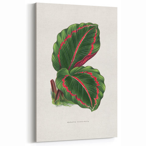 Romanticism Art: Green Corona Plant by Lydon & Fawsett