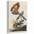 Romanticism Art: Marsh Hawk from Birds of America - Historical Canvas