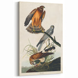 Romanticism Art: Marsh Hawk from Birds of America - Historical Canvas