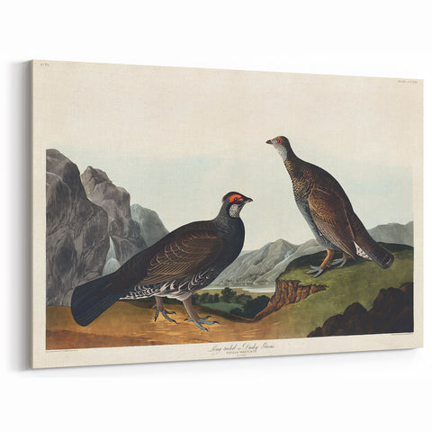 Romanticism Art: Dusky Grouse by John Audubon - Classic Canvas Print