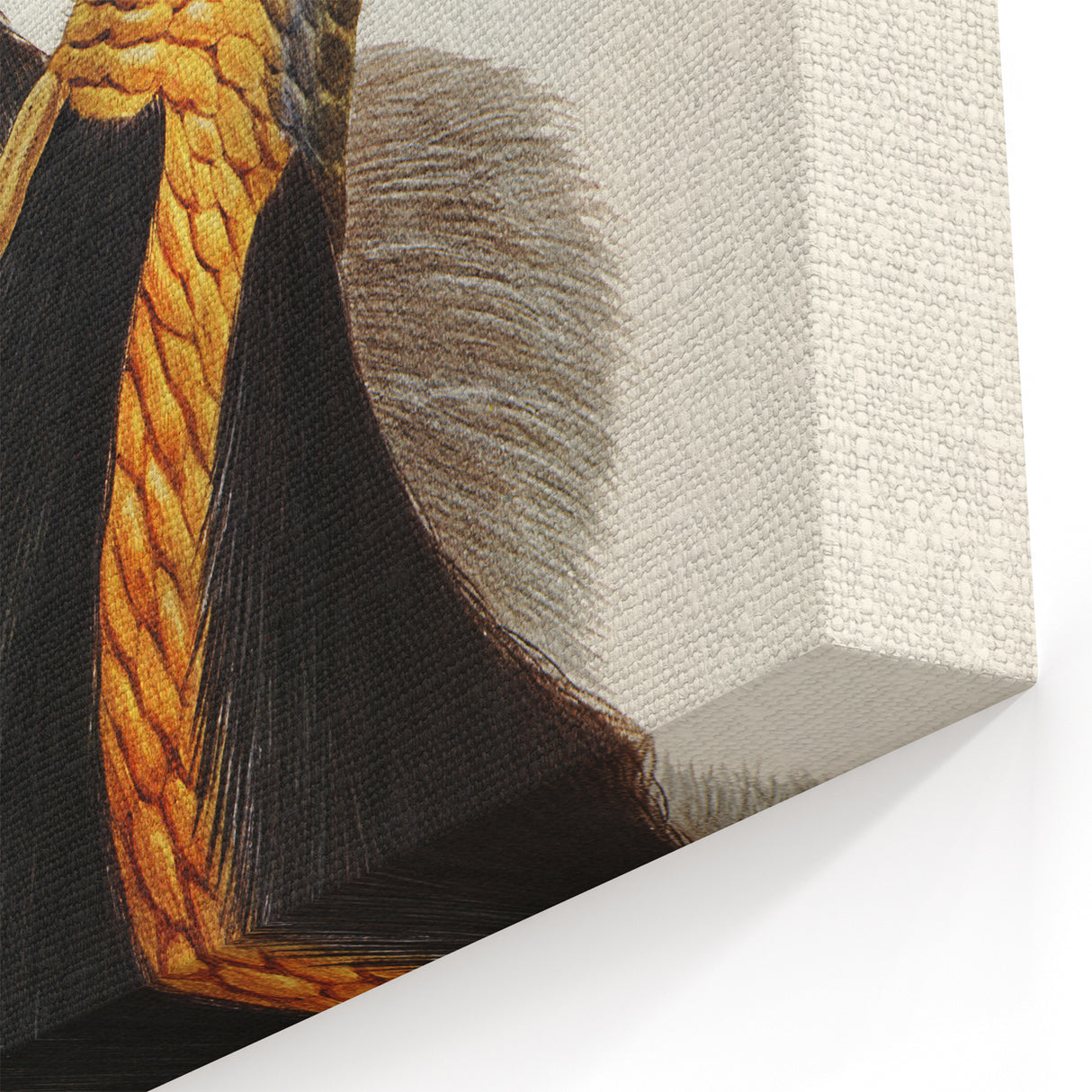 Romanticism Art: Cassowary Illustration by Elizabeth Gould - Exotic Print