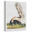 Romanticism Art: Large-tailed Skunk by Audubon - Nature-Inspired Print