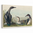 Romanticism Art: Black-Throated Diver Wall Art for Home