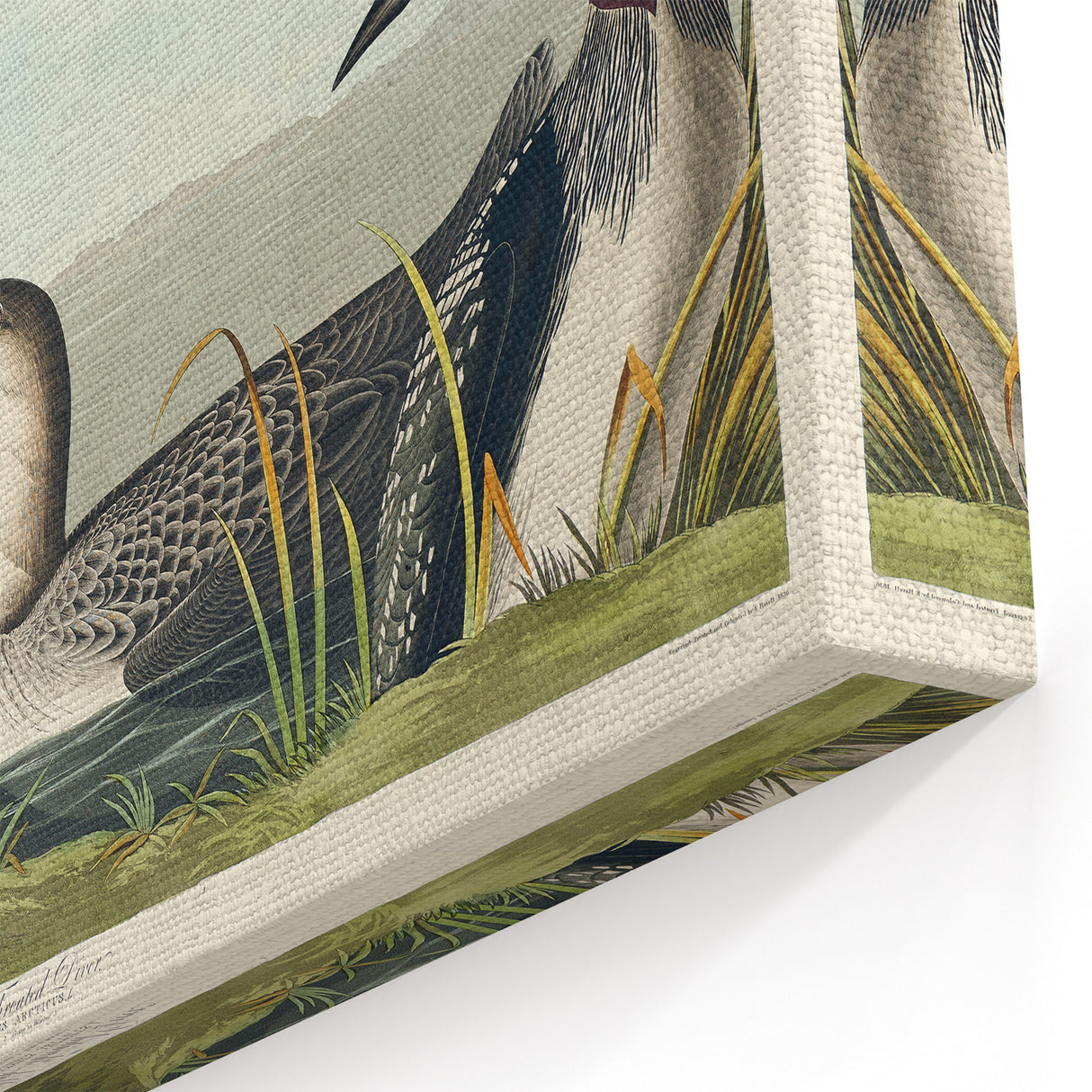 Romanticism Art: Black-Throated Diver Wall Art for Home