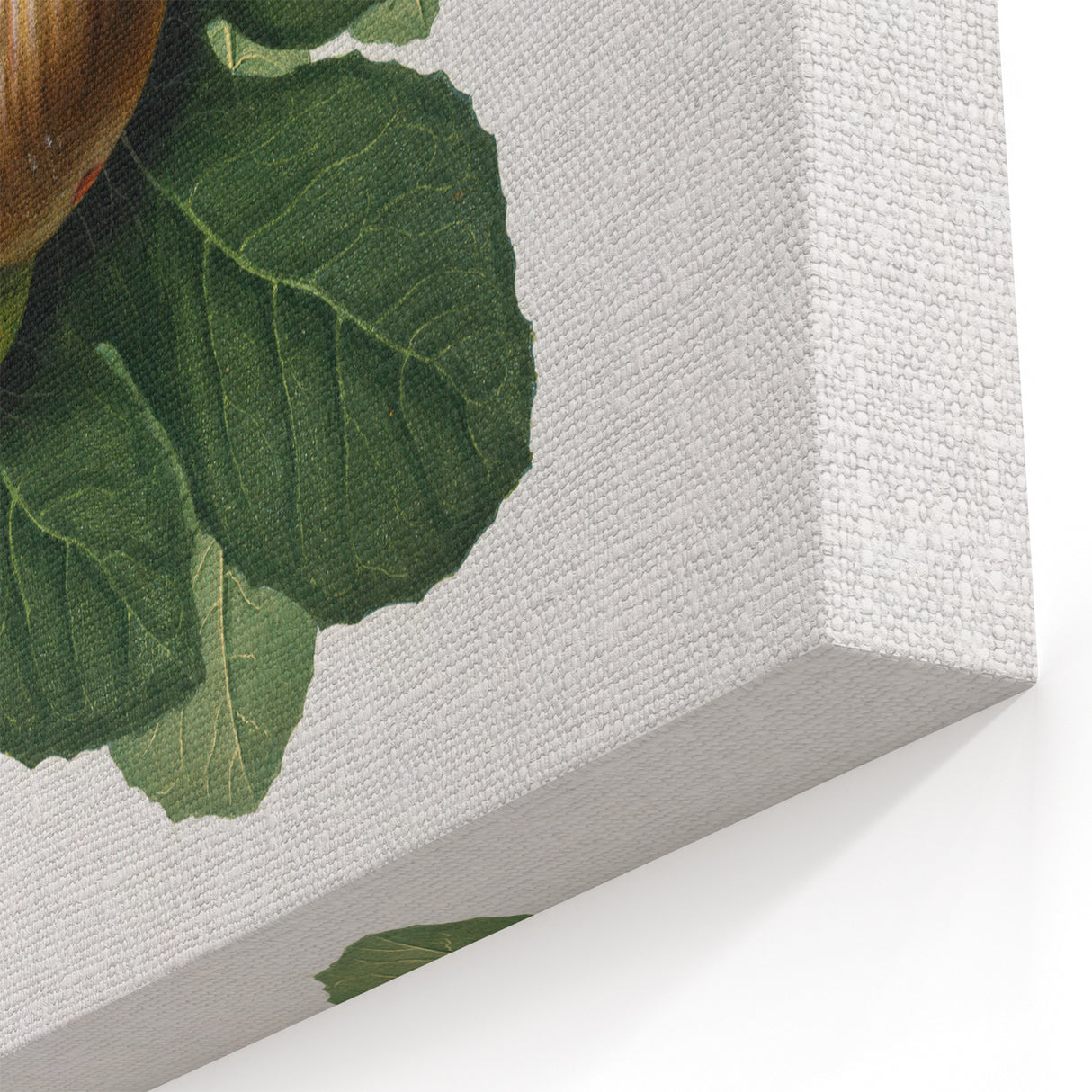 Romanticism Art: Ficus Carica Fig Botanical Wall Art