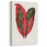 Romanticism Art: Dracaena Terminalis Pink Botanical Wall Art