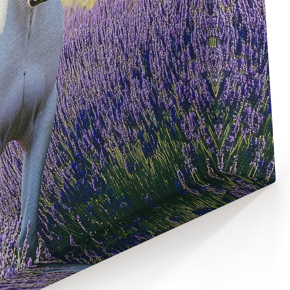 White Horse in Lavender Field Countryside Wall Art - Scenic Canvas