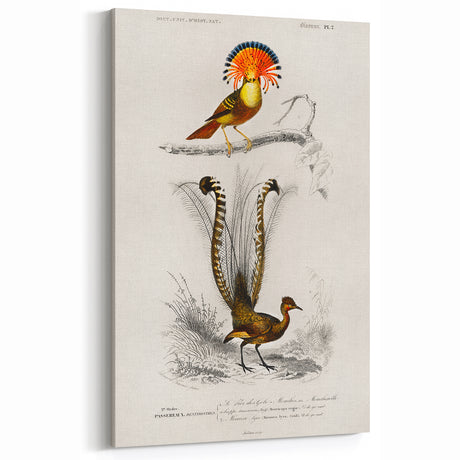 Romanticism Art: Ornate Bird Illustration - Historical Canvas Print