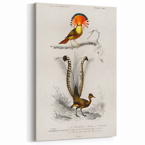 Romanticism Art: Ornate Bird Illustration - Historical Canvas Print