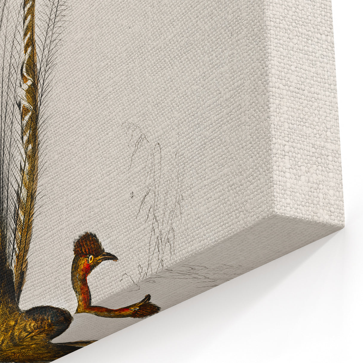 Romanticism Art: Ornate Bird Illustration - Historical Canvas Print