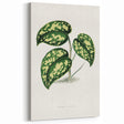 Romanticism Botanical Art: Pothos Argyraea Leaf Print on Canvas