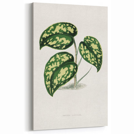 Romanticism Botanical Art: Pothos Argyraea Leaf Print on Canvas