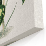 Romanticism Botanical Art: Pothos Argyraea Leaf Print on Canvas