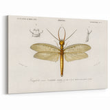 Romanticism Art Print: Eastern Dobsonfly Illustration by D'Orbigny
