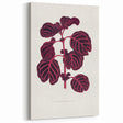 Romanticism Art: "Pink Achyranthes Leaf" Classic Botanical Print