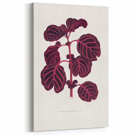 Romanticism Art: "Pink Achyranthes Leaf" Classic Botanical Print