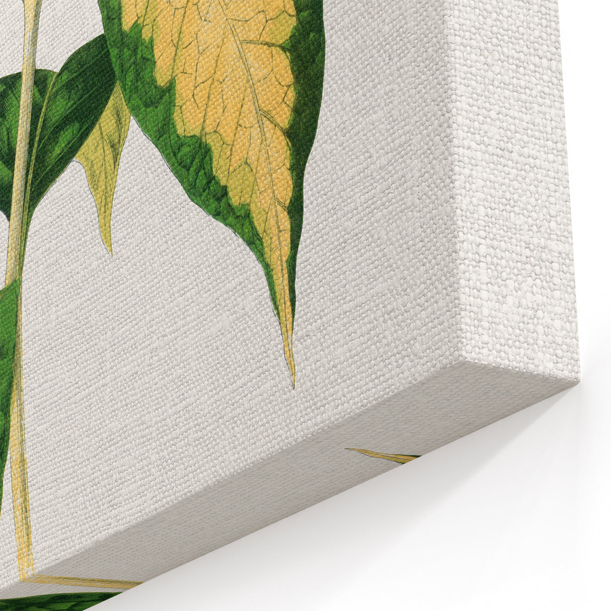 Romanticism Art: "Graptophyllum Pictum Leaf" Botanical Canvas Print