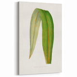 Romanticism Art: "Dracaena Leaf" Botanical Canvas Print