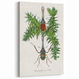 Romanticism Art: "Stag Beetle" Wildlife Botanical Canvas Print
