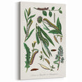 Romanticism Art: "Caterpillars and Chrysalis" Botanical Canvas Print