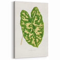 Caladium Pictum Leaf - Romanticism Botanical Canvas Wall Art