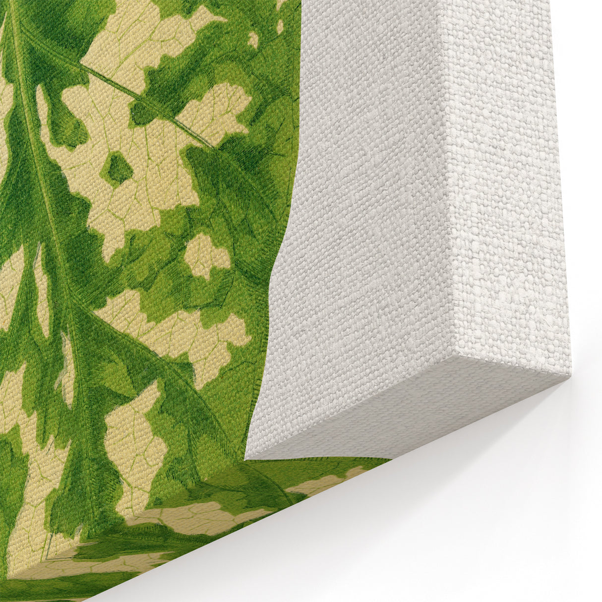 Caladium Pictum Leaf - Romanticism Botanical Canvas Wall Art