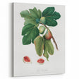 Common Fig Botanical Art - Romanticism Print by Giorgio Gallesio