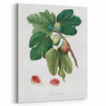 Common Fig Botanical Art - Romanticism Print by Giorgio Gallesio