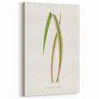 Yucca Aloefolia Leaf - Romantic Botanical Canvas Wall Art