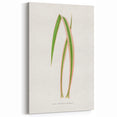 Yucca Aloefolia Leaf - Romantic Botanical Canvas Wall Art