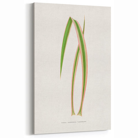 Yucca Aloefolia Leaf - Romantic Botanical Canvas Wall Art