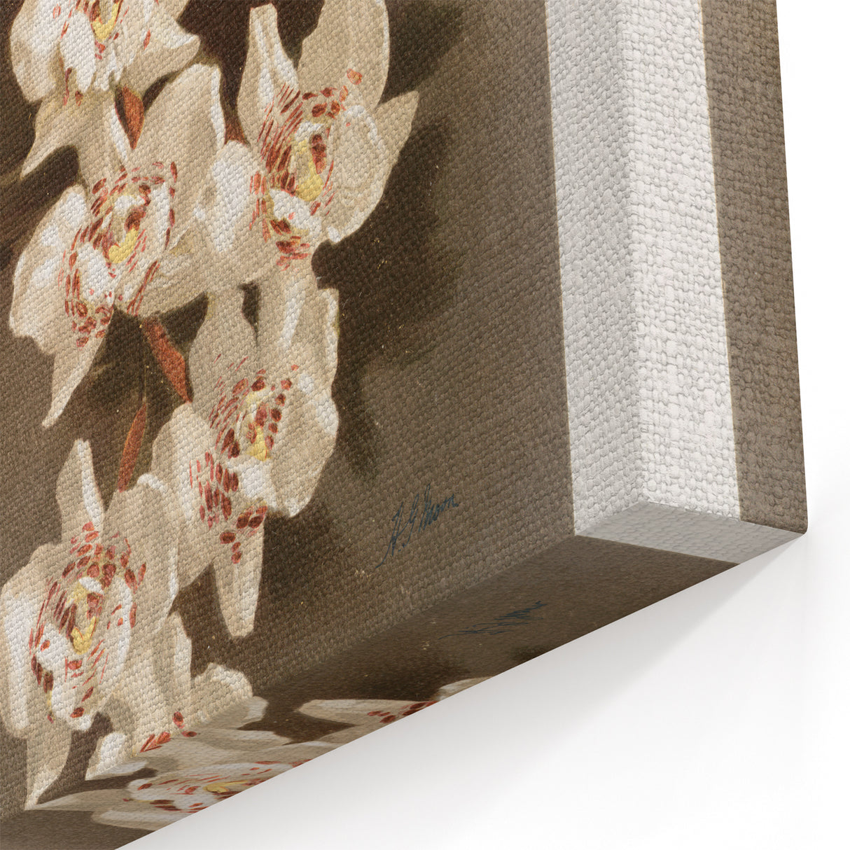 Orchid Botanical Art - Odontoglossum Romanticism Canvas Print
