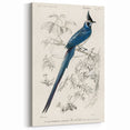 Black-Throated Magpie Jay - Romanticism Bird Illustration Wall Art