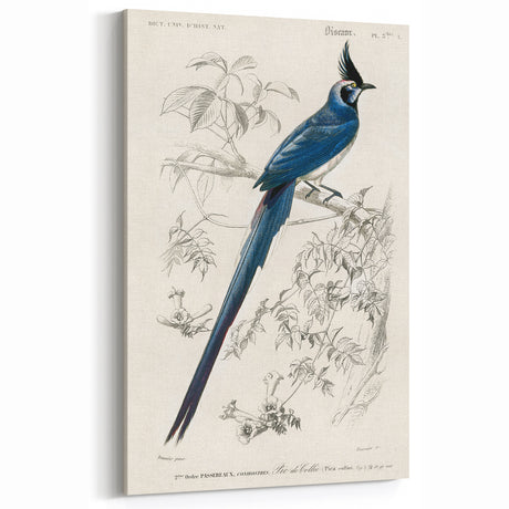 Black-Throated Magpie Jay - Romanticism Bird Illustration Wall Art
