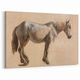 Study of a Grey Horse - Romanticism Art by Jacques-Laurent Agasse