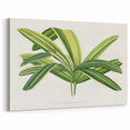 Romantic Art Prints: Broadleaf Lady Palm Botanical Illustration