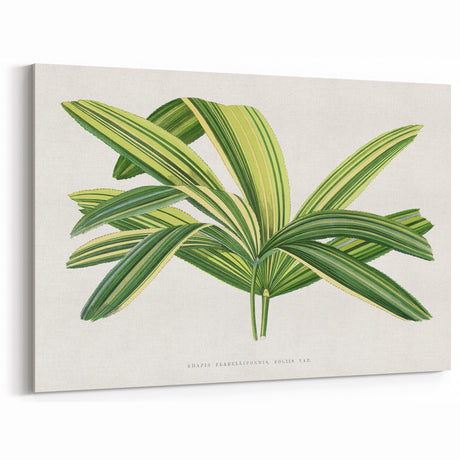 Romantic Art Prints: Broadleaf Lady Palm Botanical Illustration
