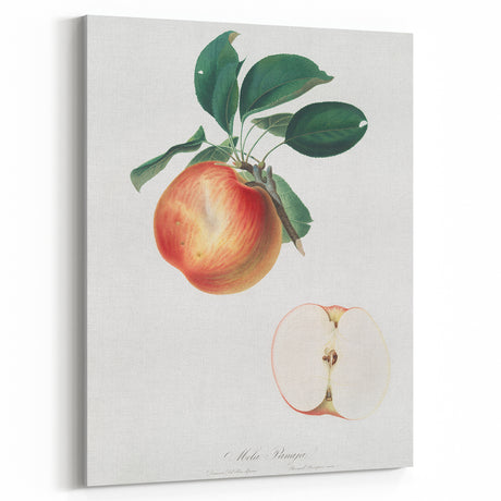 Romantic Art Prints: Apple Illustration from Pomona Italiana